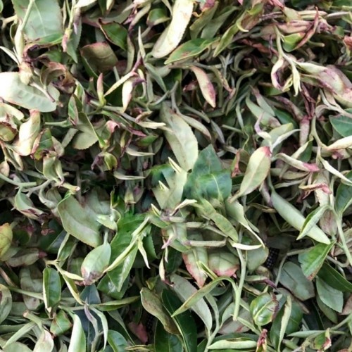 Trà Đông Phương Mỹ Nhân Cao Cấp Hộp 100GR