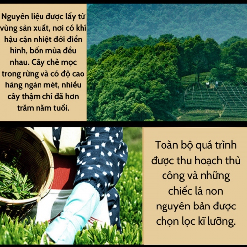 Trà Kim Tuấn Mi Lon Vàng Xanh Cao Cấp 250gr