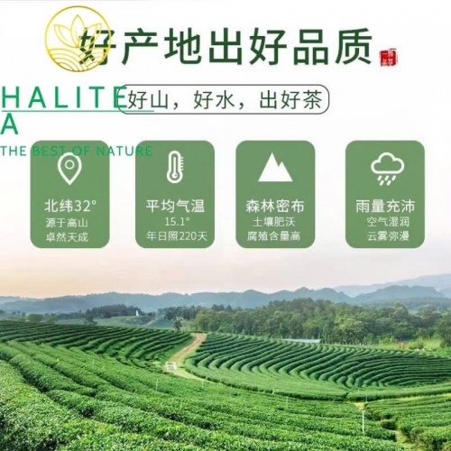 Trà Long Tĩnh (Longjing Tea) Minh Tiền 2025 – Hộp Quà Vàng Hoàng Kim 500g