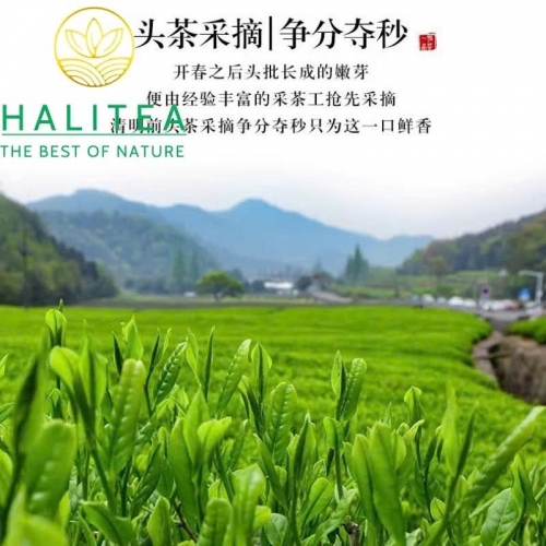 Trà Long Tĩnh (Longjing Tea) Minh Tiền 2025 – Hộp Quà Vàng Hoàng Kim 500g
