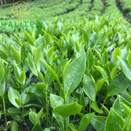 Trà Móc Câu HALITEA Thái Nguyên Cao Cấp Gói 200g
