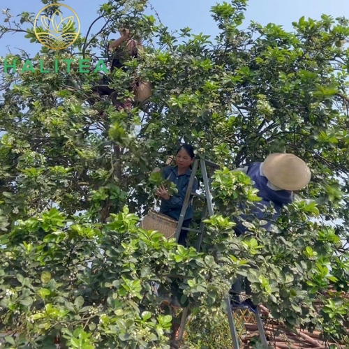 Trà Nõn Tôm Ướp Hoa Bưởi Lon Xanh 100gr