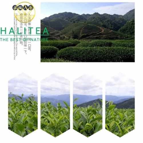 Trà Ô Long Alishan Đài Loan Cao Sơn (Alishan High Mountain Oolong) – Gói 150g.