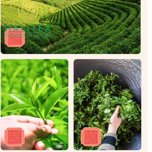 Trà Ô Long Alishan Đài Loan Gói Hồng 150gr