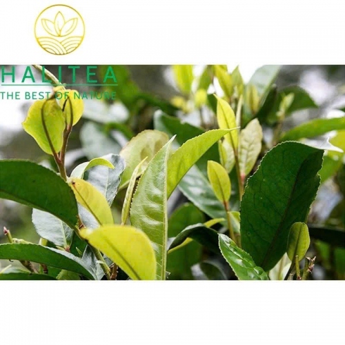 Trà Ô Long Đá Núi Lửa Đằng Xung Vân Nam – Gói 150gr