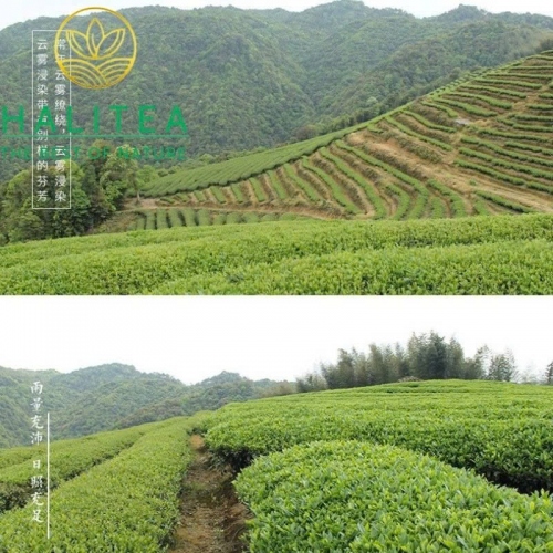 Trà Ô Long Đông Đỉnh Đài Loan (Dong Ding Oolong) – Gói 150g
