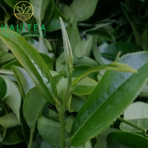 Trà Ô Long HALITEA Cao Cấp Hộp 200gr