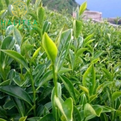Trà Ô Long HALITEA Loại Đặc Biệt 200G