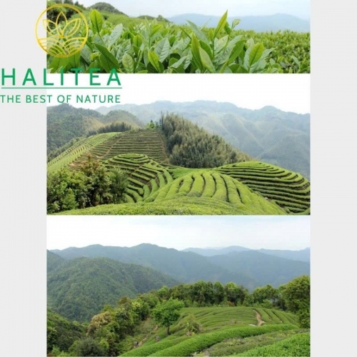 Trà Ô Long Kim Tuyên Đài Loan (Jin Xuan Oolong) – Gói 150g