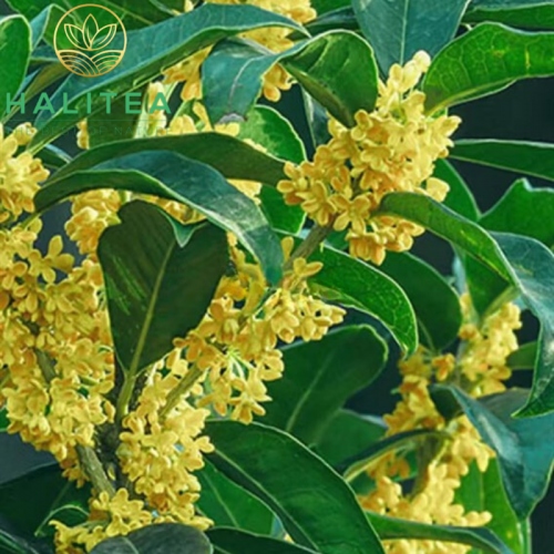 Trà Ô Long Thiết Quan Âm Quế Hoa Phúc Kiến Lon Thiếc 100Gr - Olong Osmanthus Anxi