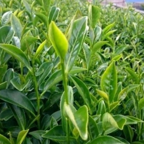 Trà Ô Long Sữa Gói 250G