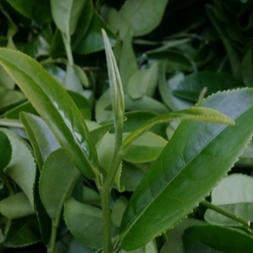Trà Ô Long Sữa Gói 250G