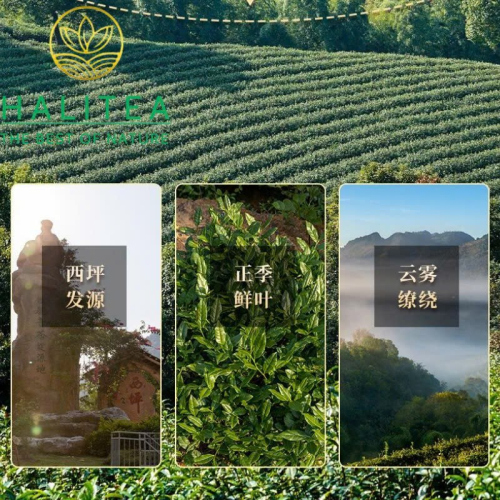 Trà Ô Long Thiết Quan Âm An Khê Thanh Hương – Hộp Quà 12 Hũ 240g