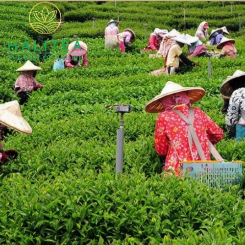 Trà Ôlong Đông Đỉnh Đài Loan - Hộp Quà Tặng Gỗ Cao Cấp 120gr/Hộp/12Lon