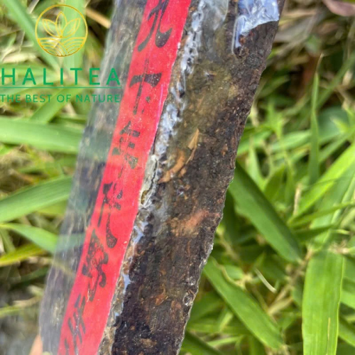 Trà Phổ Nhĩ Chín Thập Niên 1990 Cổ Thụ Ban Chương Mãnh Hải – Trà Gạch 250g