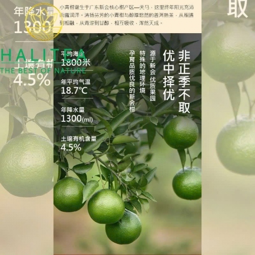 Trà Phổ Nhĩ Quýt (Tiểu Thanh Cam) Tân Hội – Hộp Quà Cung Đình Hoàng Kim 500g