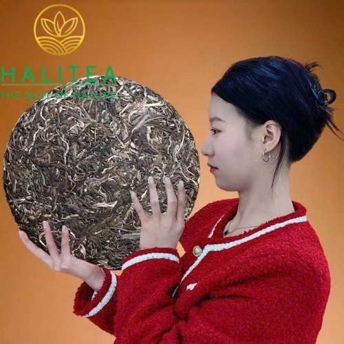 Trà Phổ Nhĩ Sống (Song Pin Hao) 2015 Phiên Bản Cống Trà – Bánh 3000g