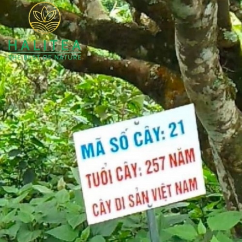 Trà Shan Tuyết Cổ Thụ HALITEA Túi Tam Giác Cao Cấp Hũ 15 Gói X5gr