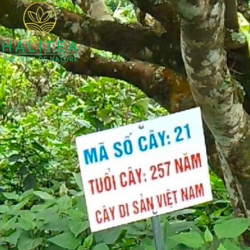 Trà Shan Tuyết Cổ Thụ Tà Xùa Thôn Bản Bẹ Quay Bom Túi Zip 200gr