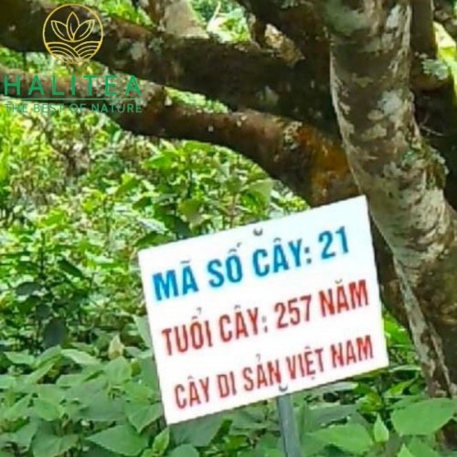 Trà Shan Tuyết Cổ Thụ Tà Xùa Thôn Bản Bẹ Sao Chảo Túi Zip 200gr