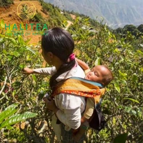 Trà Shan Tuyết Cổ Thụ Tà Xùa Thôn Mống Vàng Túi Zip 200gr