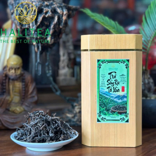 Trà Sống Rời Tà Xùa – Shan Tuyết Cổ Thụ Sơn La Hộp 100g
