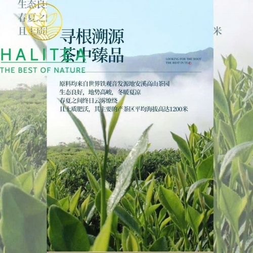 Trà Thiết Quan Âm Nùng Hương Đặc Cấp 2025 – Hộp Quà Cung Đình Hoàng Kim 500g