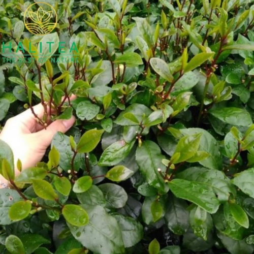 Trà Trung Du Búp Tím Tân Cương Loại Đặc Biệt Hộp Sang Trọng 200G