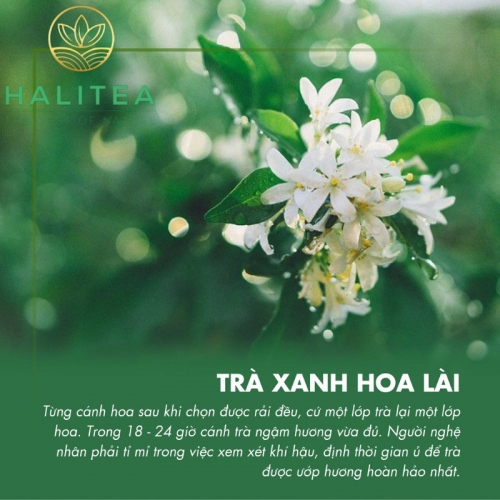 Trà Xanh Hoa Nhài Cao Cấp Lon Nhỏ 10gr