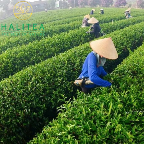 Trà Xanh Kim Tuyên Thái Nguyên Lon Giấy 100gr