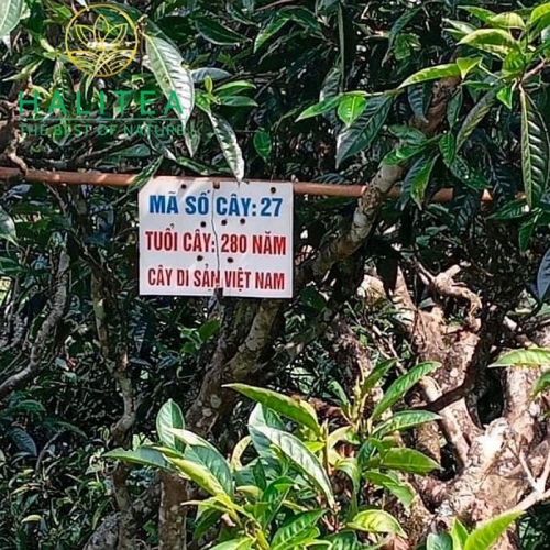 Lục Trà Shan Tuyết Cổ Thụ Đặc Cấp Tà Xùa – Hộp Hũ Sứ Cao Cấp HALITEA