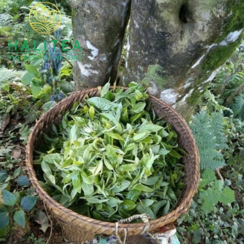 Lục Trà Shan Tuyết Cổ Thụ Đặc Cấp Tà Xùa – Hộp Hũ Sứ Cao Cấp HALITEA